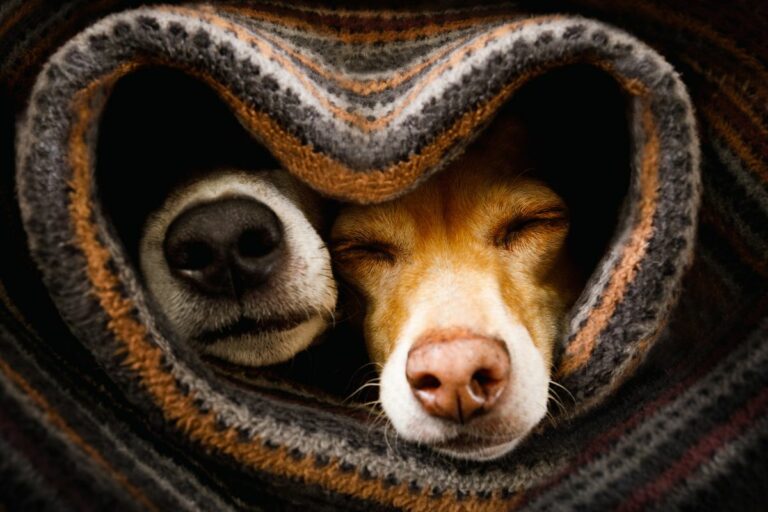 Raças de cães