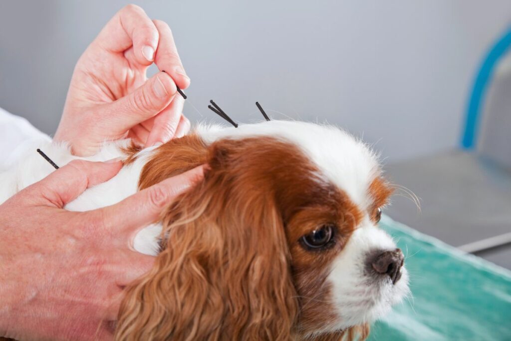 Acupuntura em pets