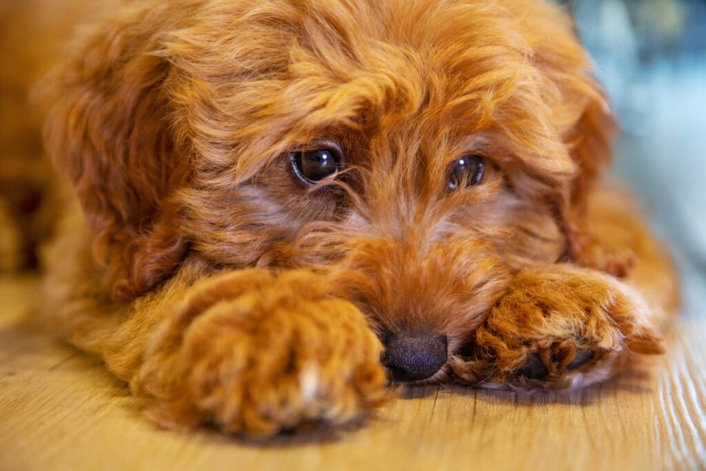 Cachorro  emocionado