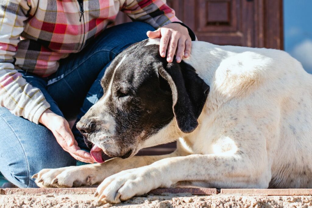 Cães grandes