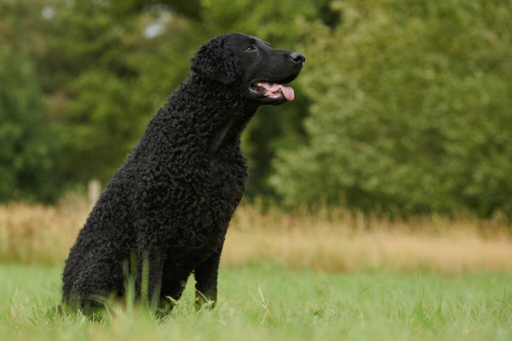 Curly-coated retriever