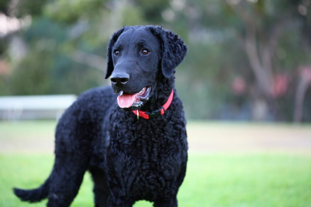 Curly-coated  retriever