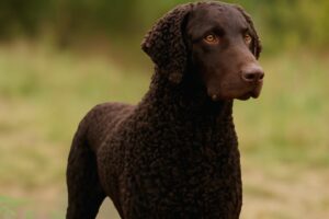 Curly-coated retriever