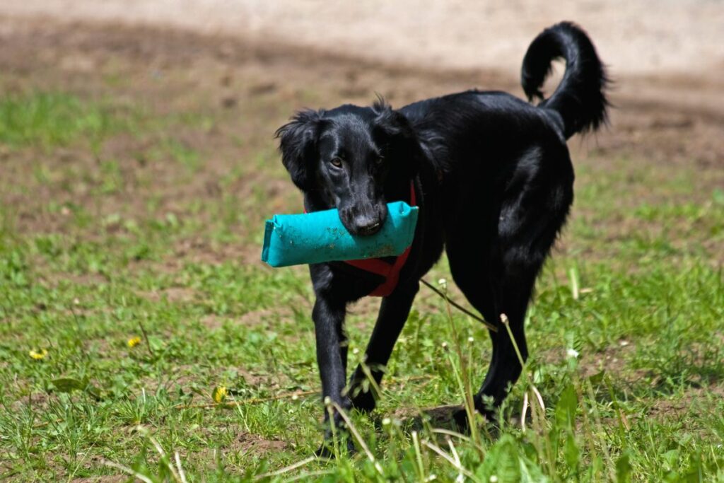 Flat-coated retriever