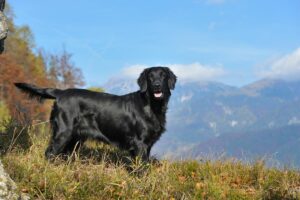 Flat-coated retriever