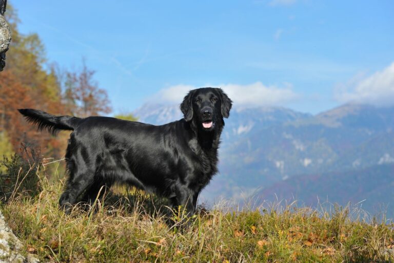 Flat-coated retriever