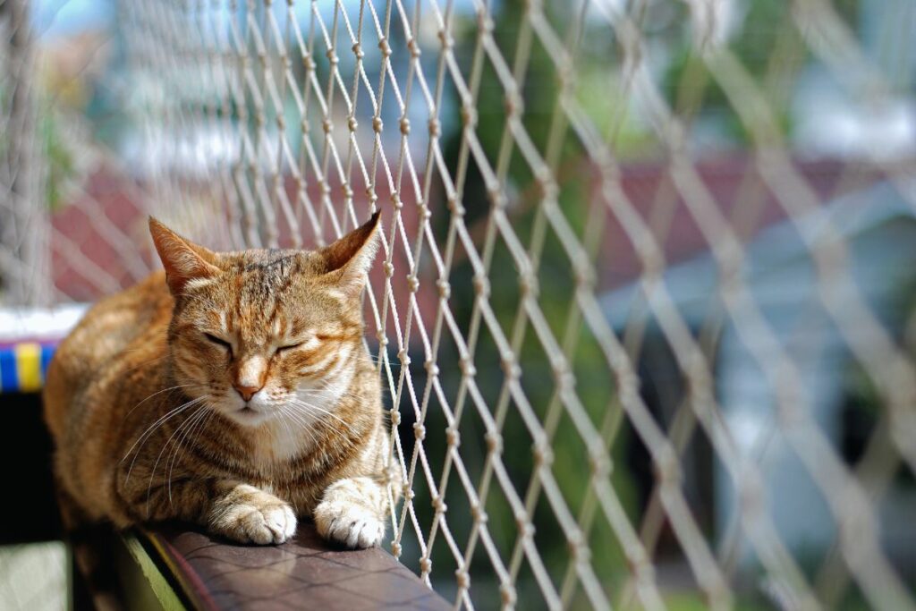 Gato dentro de casa