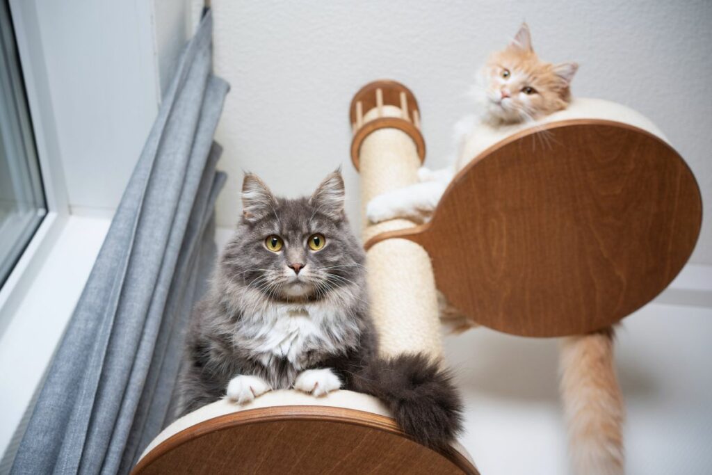 Gato dentro de casa