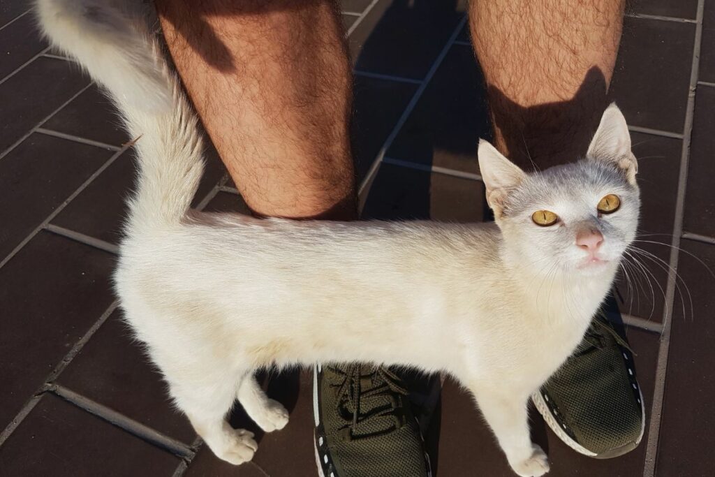 Gato marca  território