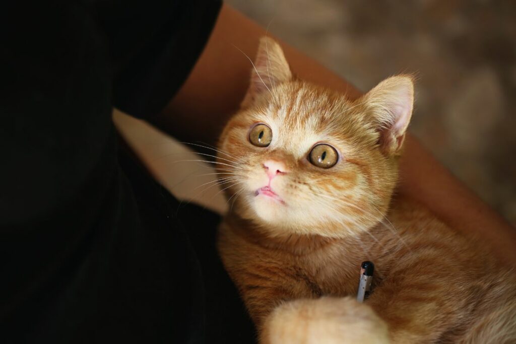 Gato observando