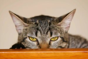 Gato observando
