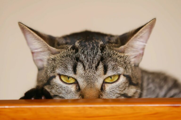 Gato observando