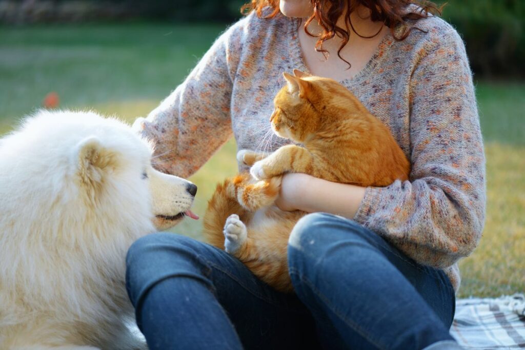 Gatos ou cachorros