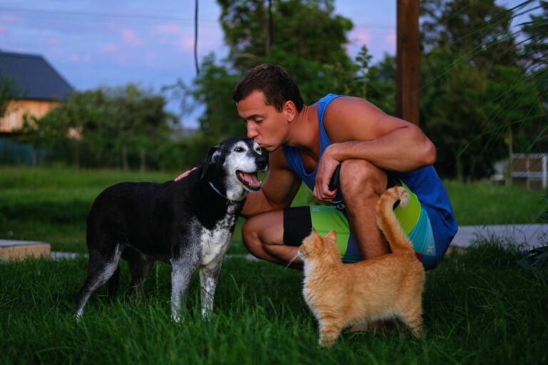 Gatos ou cachorros