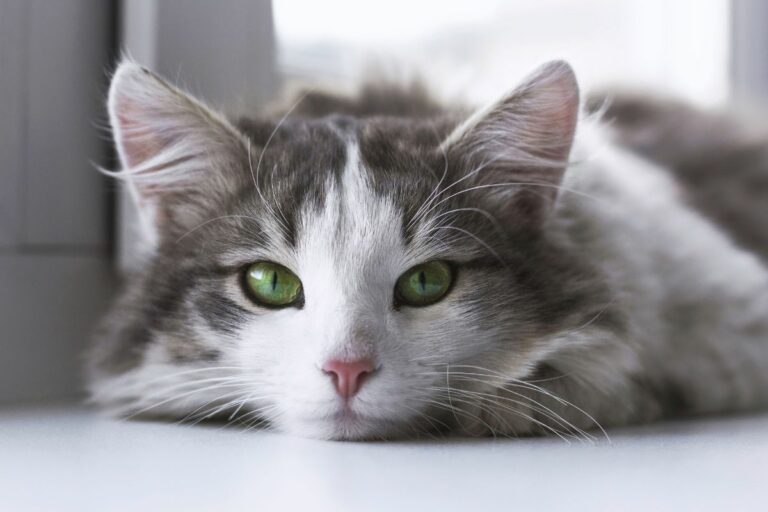 Gatos sofrem de depressão
