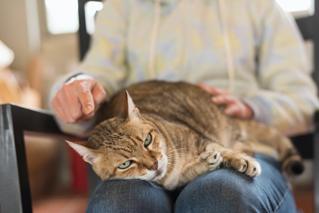 Manipulação felina
