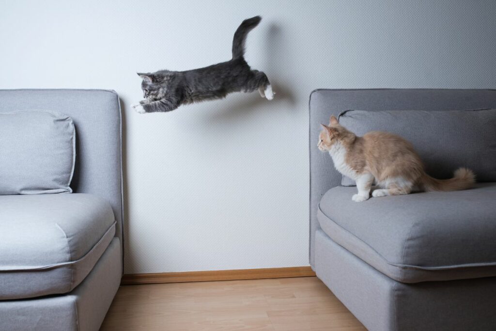 Noite    de gato