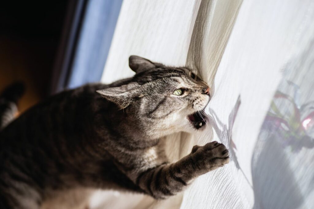 Noite  de  gato