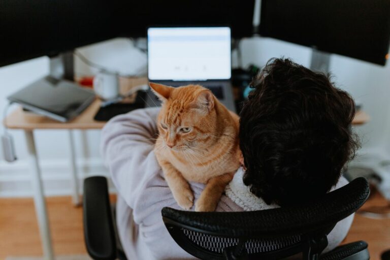O segredo dos gatos