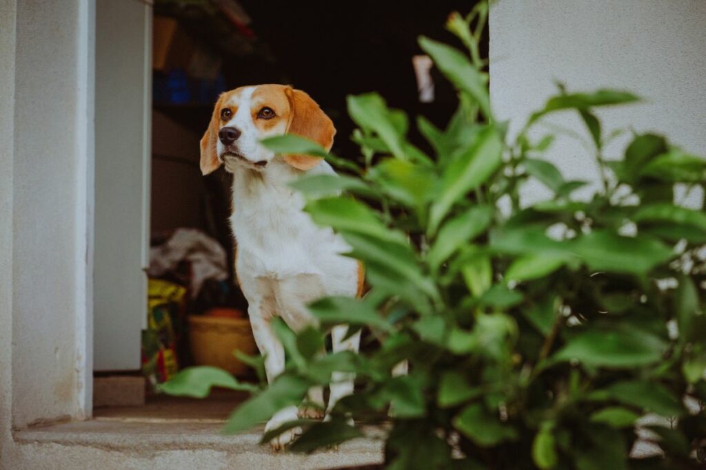 Pets e Feng Shui