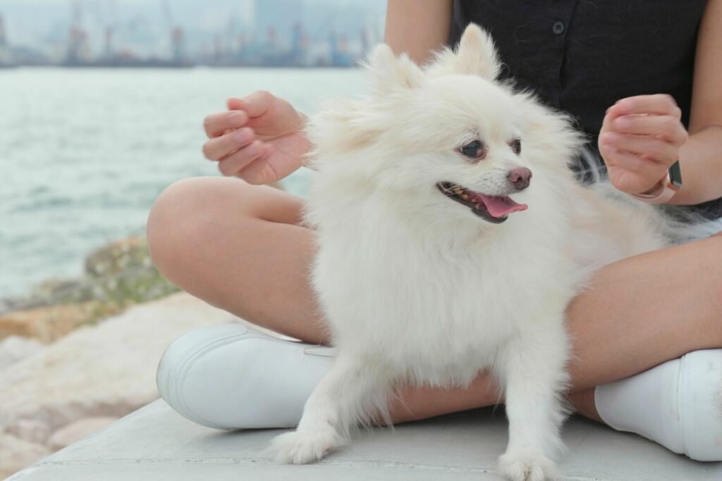 tipo de cachorro