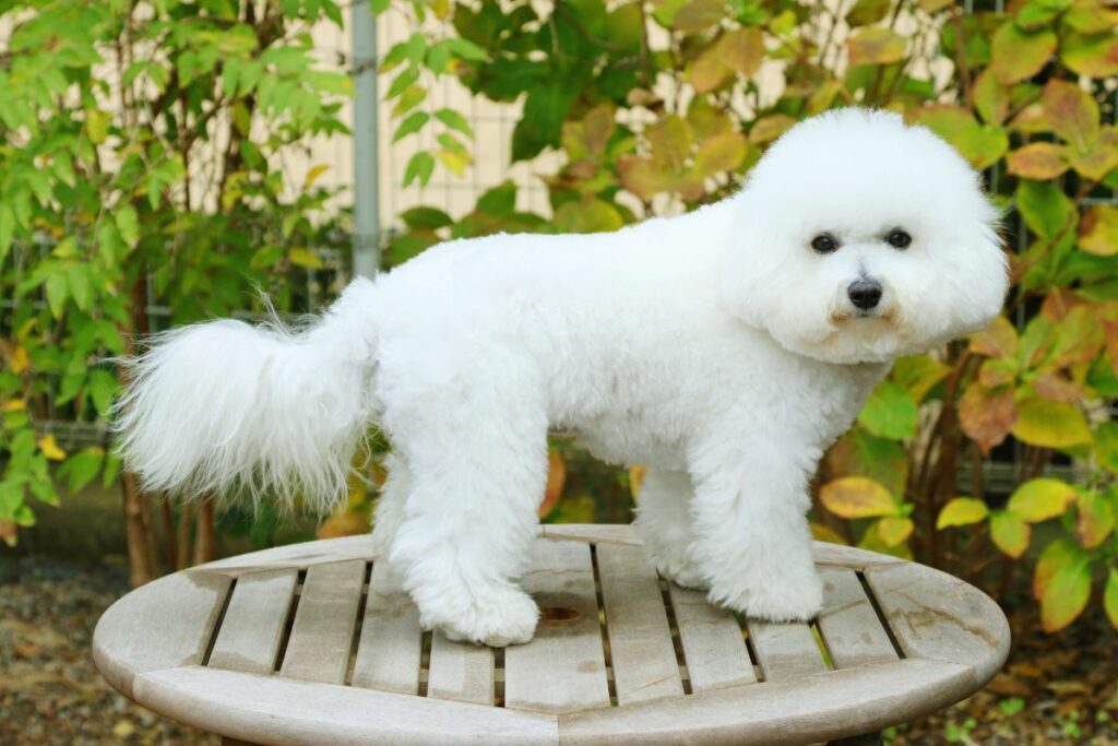 Raças de cachorro