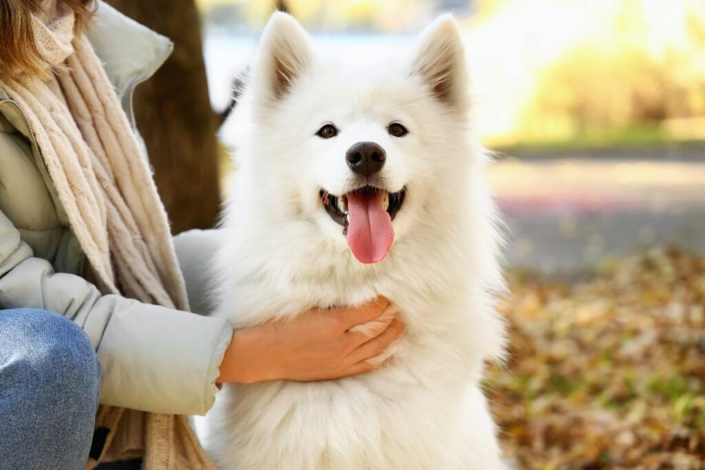 tipo de cães