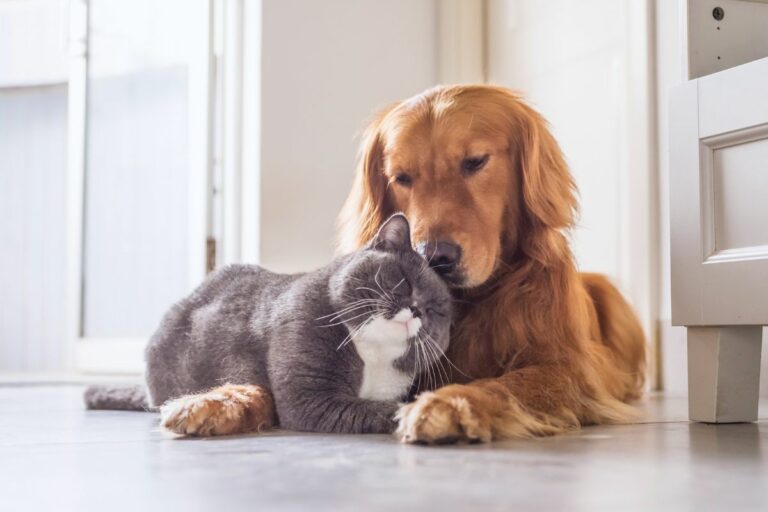 Raças de cães