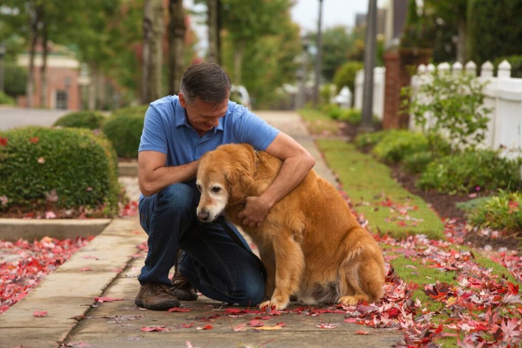 Seu   cachorro está velhinho