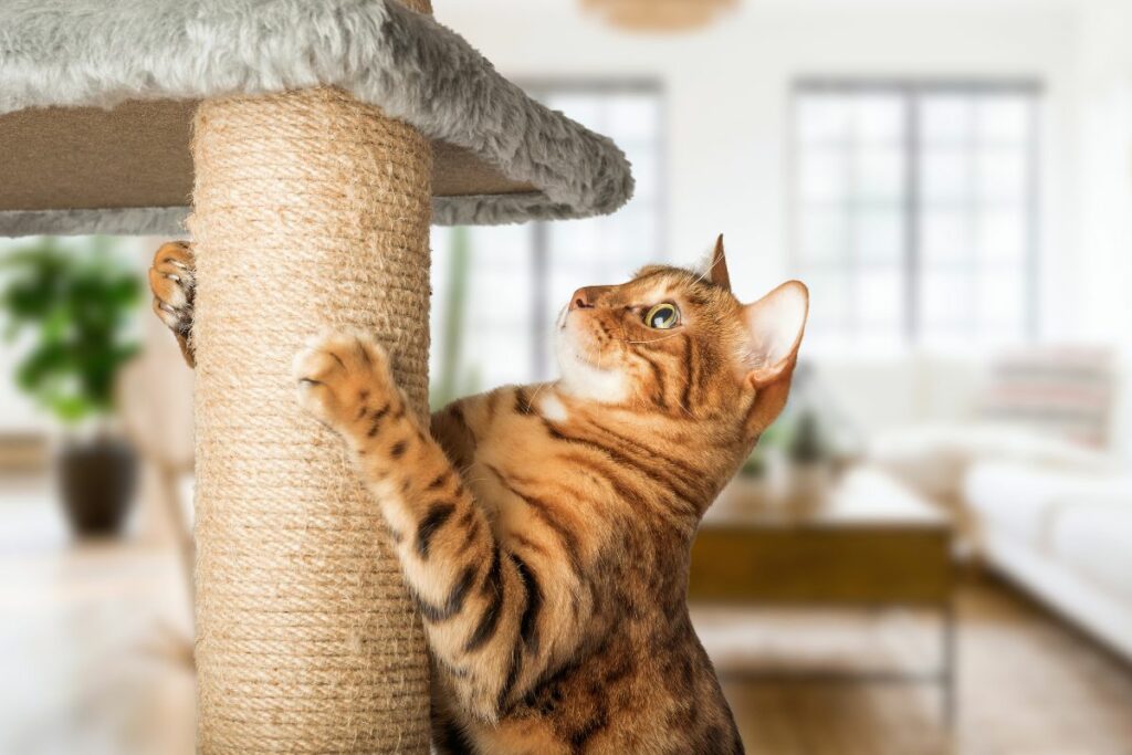 Seu gato está entediado