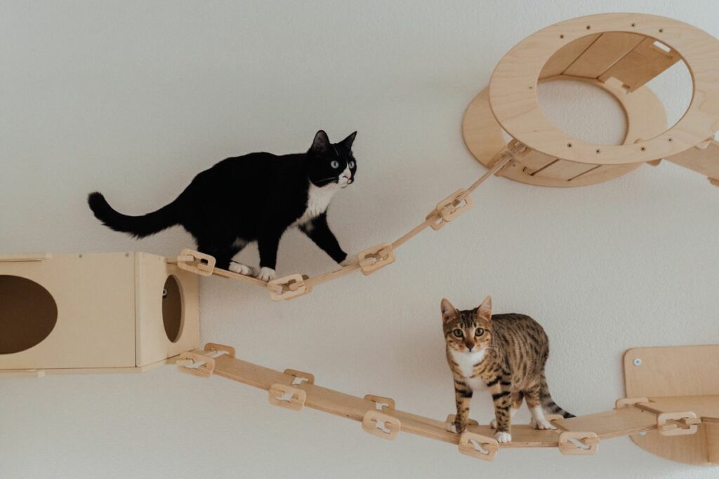 Seu gato está entediado