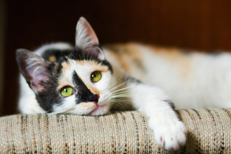 Seu gato está entediado