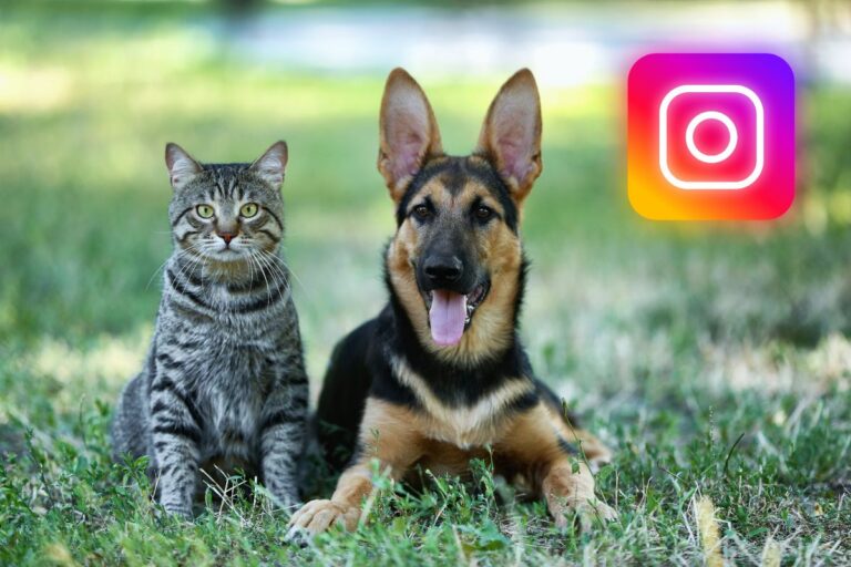 Seu pet no Instagram