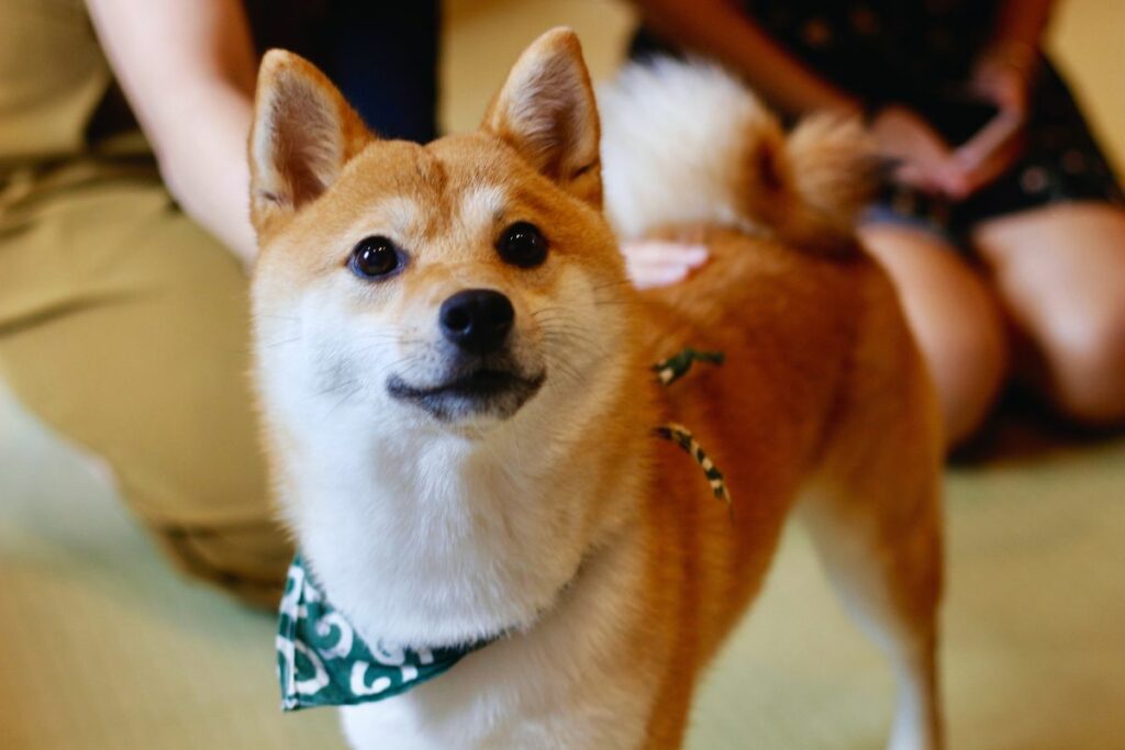 Cachorros de origem japonesa