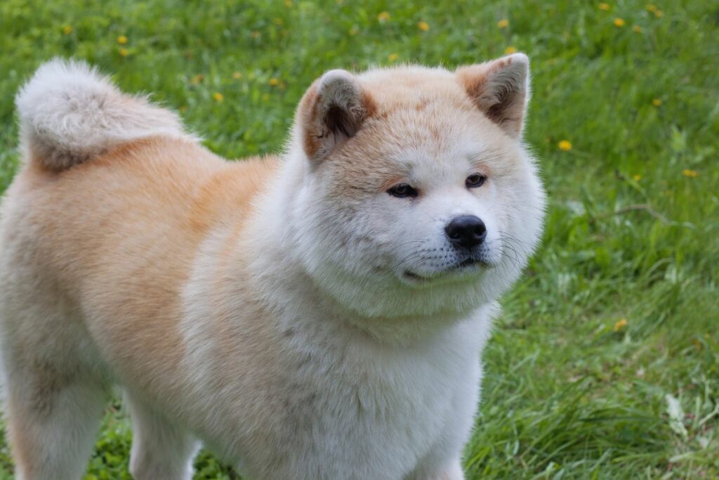 Cachorros de origem japonesa