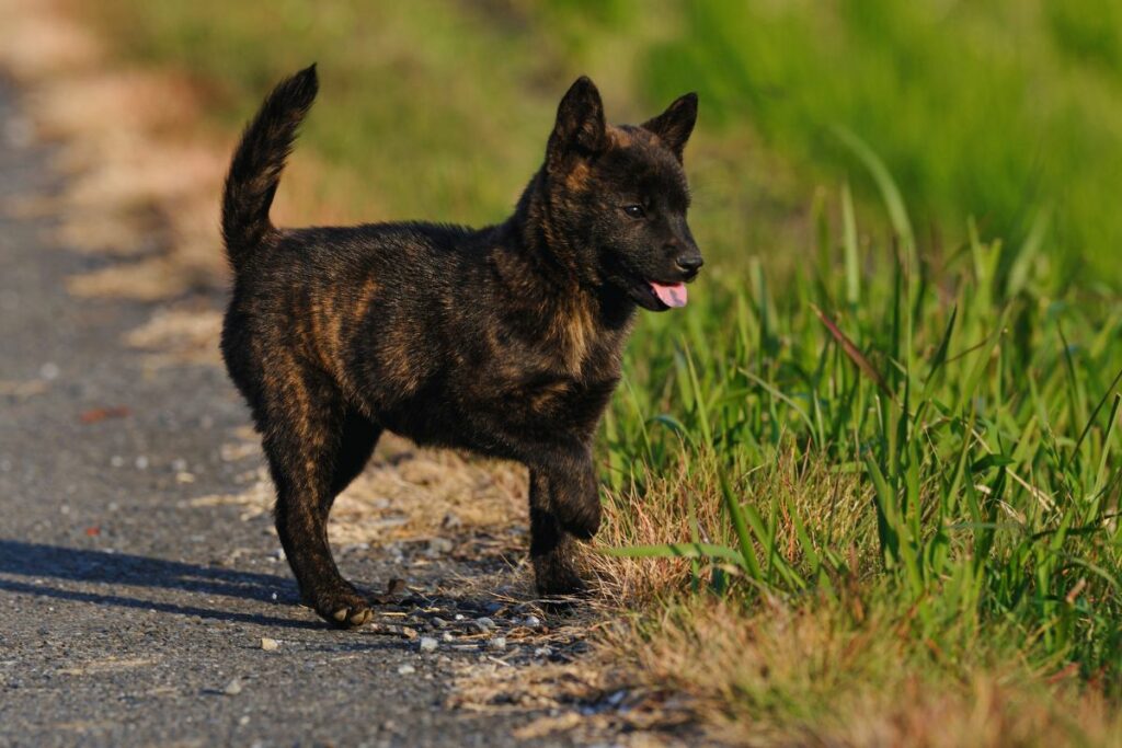 cão de raça