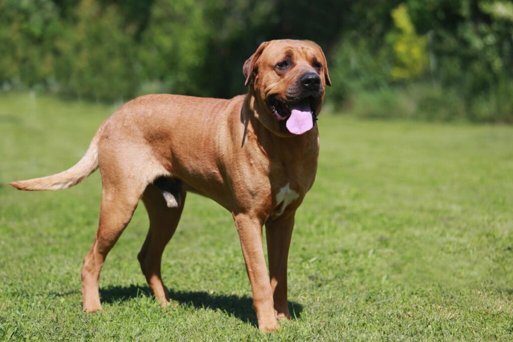 cão japones