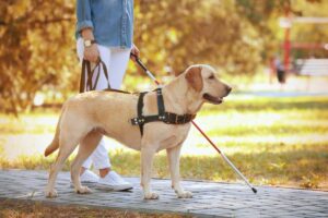 Cão-guia