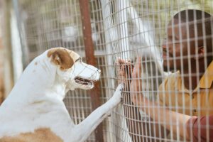 Como adotar um pet com confiança