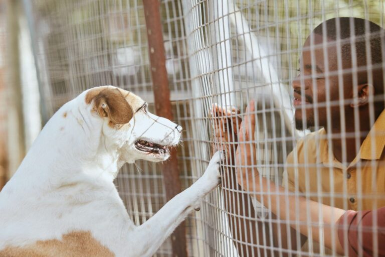 Como adotar um pet com confiança