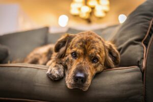 Tristeza canina