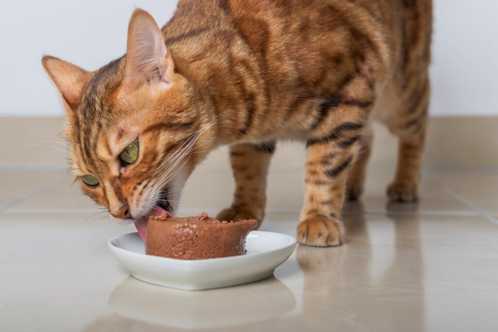 Alimentação  do  gato