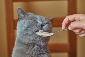 Alimentação do gato