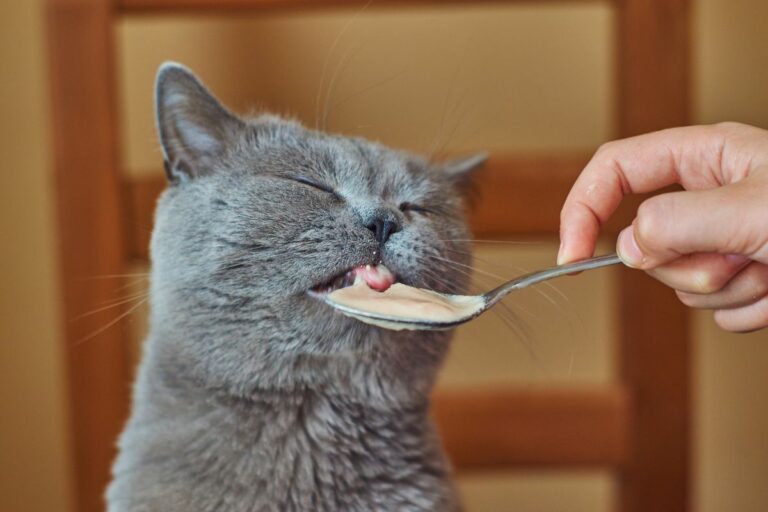 Alimentação do gato