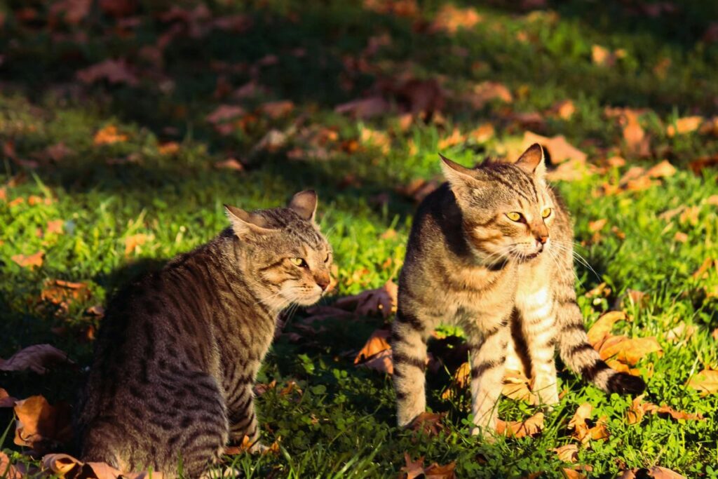 Gato  marca território