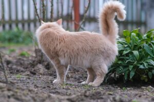 Gato marca território