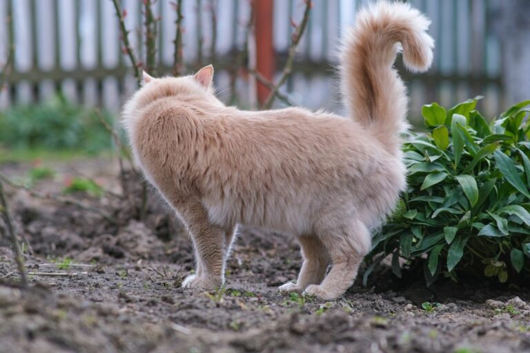 Gato marca território