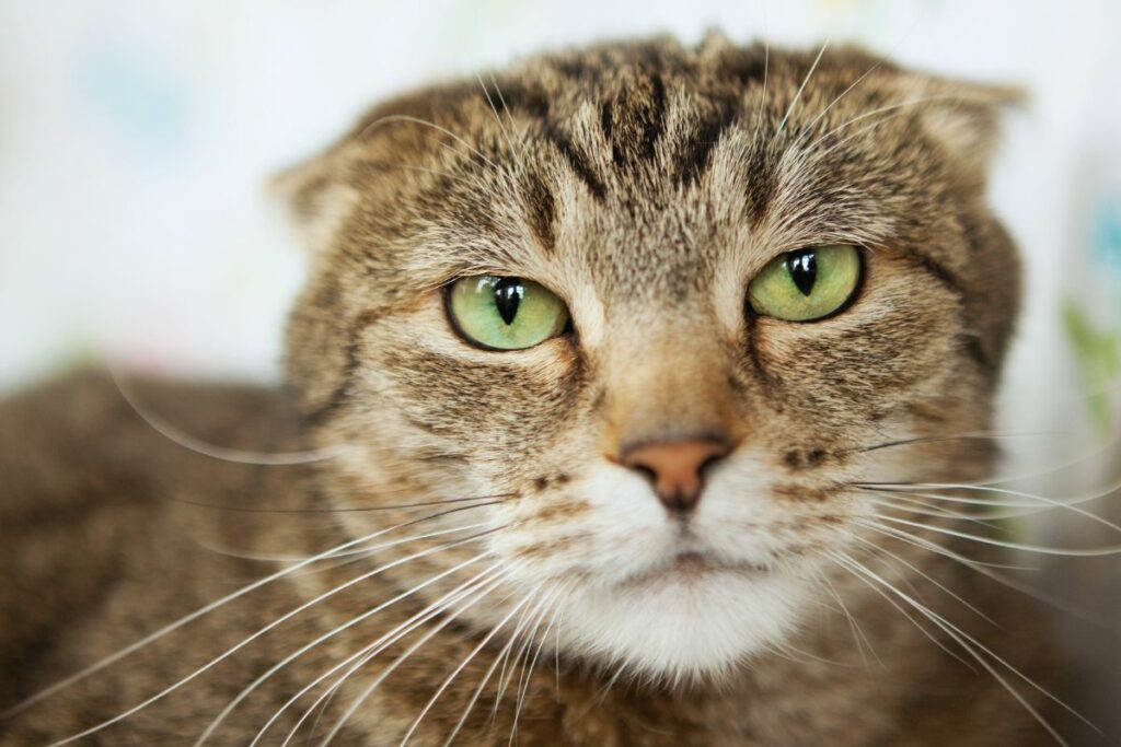 Gatos sentem vergonha