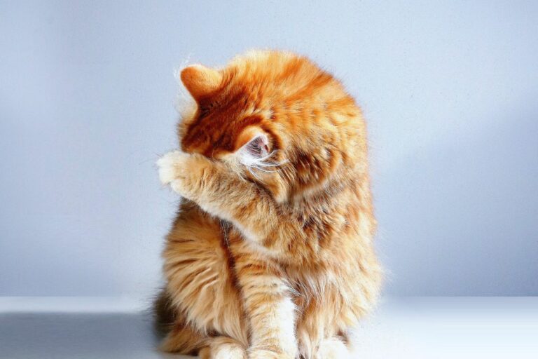 Gatos sentem vergonha