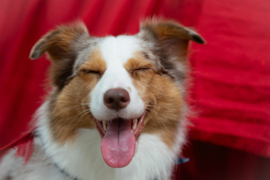 Cachorros conseguem  rir